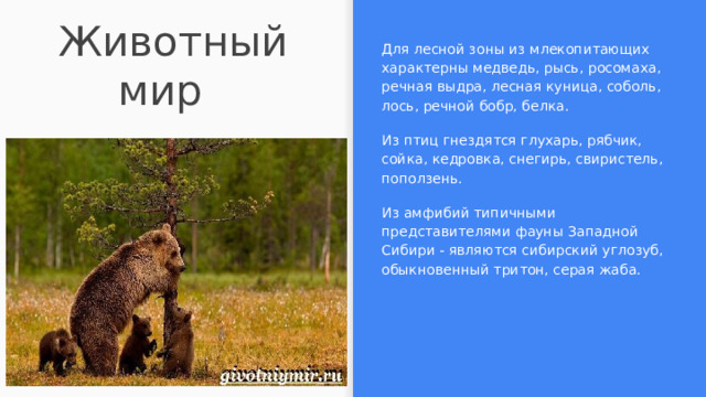Животный мир Для лесной зоны из млекопитающих характерны медведь, рысь, росомаха, речная выдра, лесная куница, соболь, лось, речной бобр, белка. Из птиц гнездятся глухарь, рябчик, сойка, кедровка, снегирь, свиристель, поползень. Из амфибий типичными представителями фауны Западной Сибири - являются сибирский углозуб, обыкновенный тритон, серая жаба. 