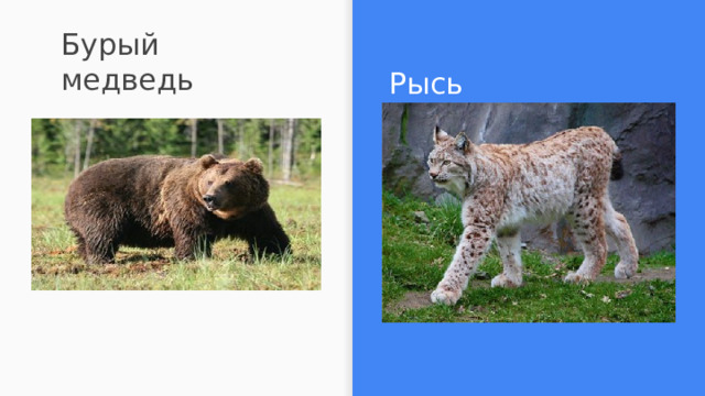 Бурый медведь Рысь 