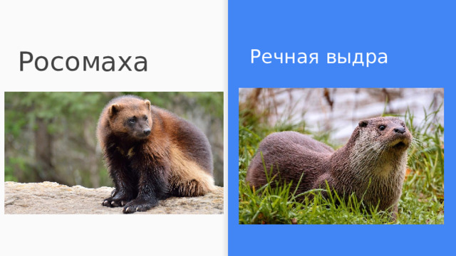 Росомаха Речная выдра 