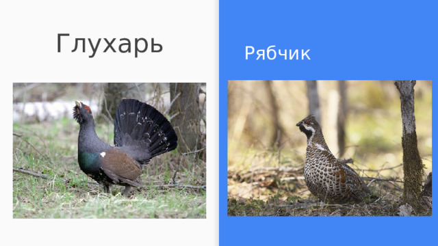 Глухарь Рябчик 