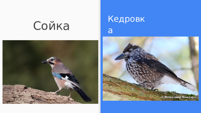Кедровка Сойка 