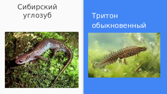 Сибирский углозуб Тритон обыкновенный 