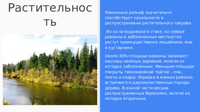 Растительность Равнинный рельеф значительно способствует зональности в распространении растительного покрова.  Из–за затруднений в стоке, на севере равнины в заболоченных местностях растут преимущественно лишайники, мхи и кустарники. Около 30% площади равнины занимают массивы хвойных деревьев, многие из которых заболоченные. Меньшие площади покрыты темнохвойной тайгой – ели, пихты и кедры. Изредка в южных районах встречаются широколиственные породы дерева. В южной части весьма распространенные березняки, многие из которых вторичные. 