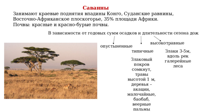 Саванны Занимают краевые поднятия впадины Конго, Суданские равнины, Восточно-Африканское плоскогорье, 35% площади Африки. Почвы: красные и красно-бурые почвы.     В зависимости от годовых сумм осадков и длительности сезона дождей высокотравные опустыненные Злаки 3-5м, вдоль рек галерейные леса типичные Злаковый покров сомкнут, травы высотой 1 м, деревья – акации, малочайные, баобаб, веерные пальмы 