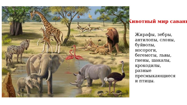 Животный мир саванн Жирафы, зебры, антилопы, слоны, буйволы, носороги, бегемоты, львы, гиены, шакалы, крокодилы, разные пресмыкающиеся и птицы. 