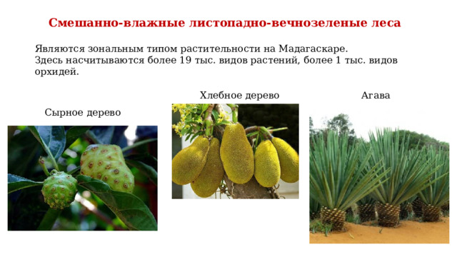 Смешанно-влажные листопадно-вечнозеленые леса Являются зональным типом растительности на Мадагаскаре. Здесь насчитываются более 19 тыс. видов растений, более 1 тыс. видов орхидей. Агава Хлебное дерево Сырное дерево 