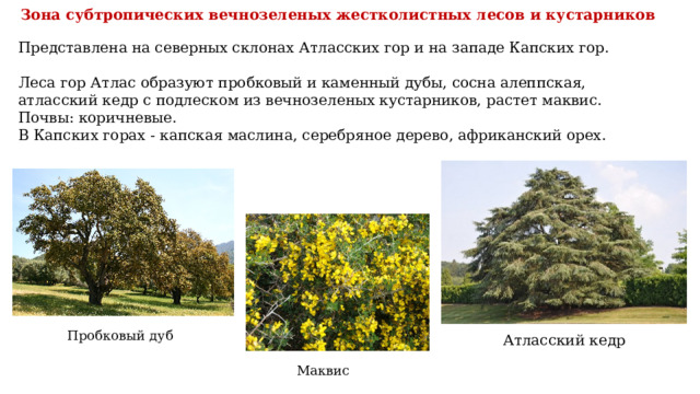 Зона субтропических вечнозеленых жестколистных лесов и кустарников Представлена на северных склонах Атласских гор и на западе Капских гор.   Леса гор Атлас образуют пробковый и каменный дубы, сосна алеппская, атласский кедр с подлеском из вечнозеленых кустарников, растет маквис. Почвы: коричневые. В Капских горах - капская маслина, серебряное дерево, африканский орех. Пробковый дуб Атласский кедр Маквис 