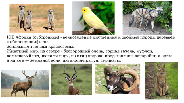 ЮВ Африки (субтропики) - вечнозеленые лиственные и хвойные породы деревьев с обилием эпифитов. Зональными почвы: красноземы. Животный мир: на севере - благородный олень, горная газель, муфлон, камышовый кот, шакалы и др., из птиц широко представлены канарейки и орлы, а на юге — земляной волк, антилопа-прыгун, сурикаты. 