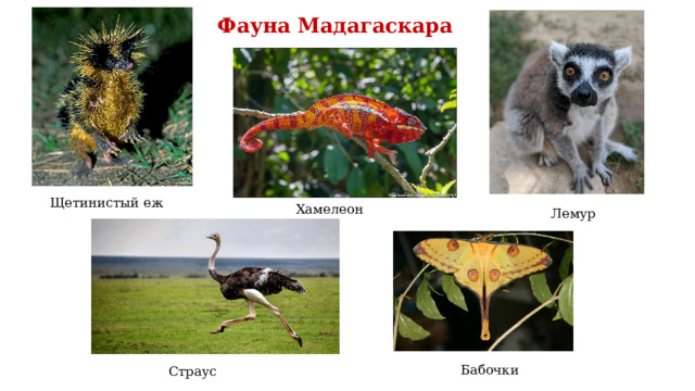 Фауна Мадагаскара Щетинистый еж Хамелеон Лемур Бабочки Страус 