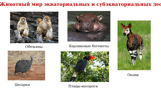 Животный мир экваториальных и субэкваториальных лесов Карликовые бегемоты Обезьяны Окапи Цесарки Птицы-носороги 