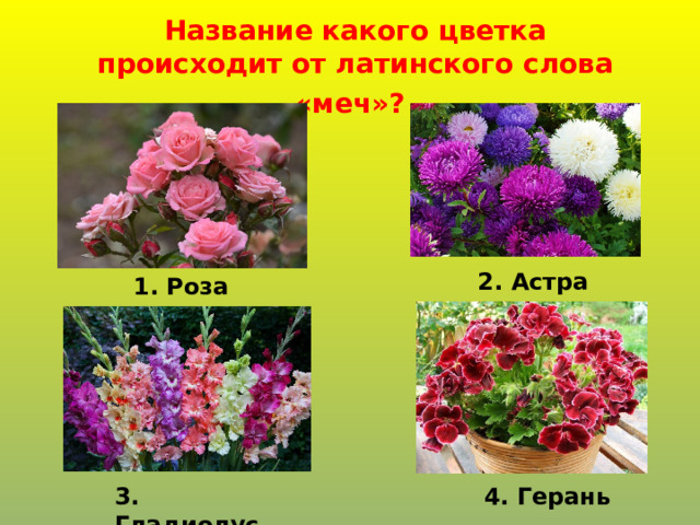 Название какого цветка происходит от латинского слова «меч»?    2. Астра 1. Роза 3. Гладиолус 4. Герань 