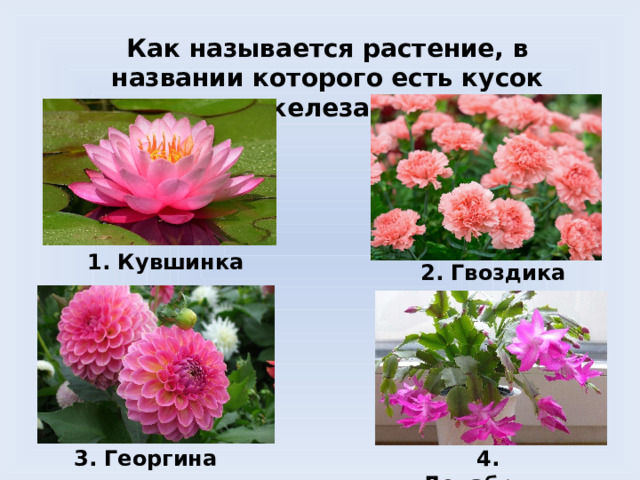 Как называется растение, в названии которого есть кусок железа?  1. Кувшинка 2. Гвоздика 3. Георгина 4. Декабрист 