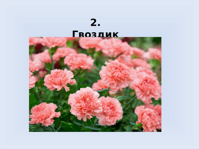 2. Гвоздика 