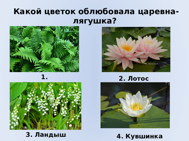 Какой цветок облюбовала царевна-лягушка?  1. Папоротник 2. Лотос 3. Ландыш 4. Кувшинка 