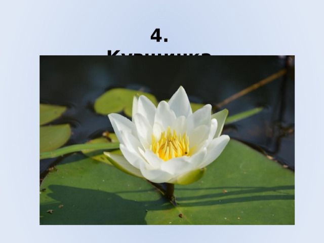 4. Кувшинка 