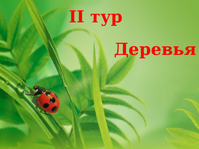 II тур Деревья 