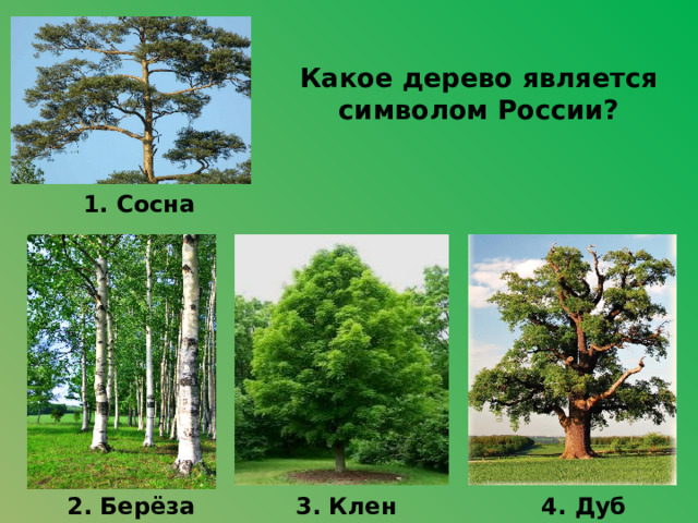 Какое дерево является символом России? 1. Сосна 3. Клен 4. Дуб 2. Берёза 