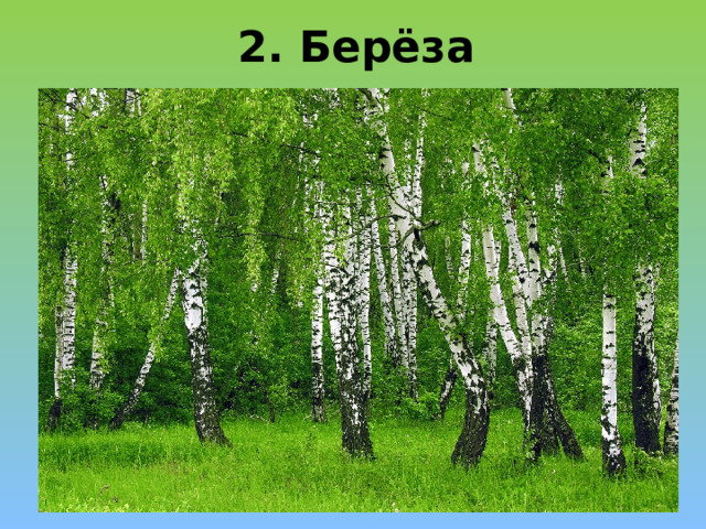 2. Берёза 
