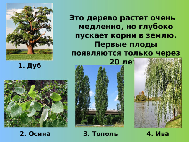 Это дерево растет очень медленно, но глубоко пускает корни в землю. Первые плоды появляются только через 20 лет.  1. Дуб 2. Осина 3. Тополь 4. Ива  