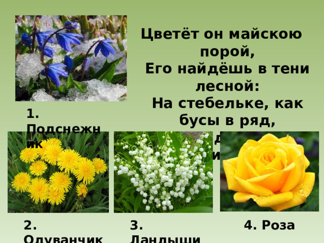 Цветёт он майскою порой,  Его найдёшь в тени лесной:  На стебельке, как бусы в ряд,  Цветы душистые висят. 1. Подснежник 2. Одуванчик 4. Роза 3. Ландыши 