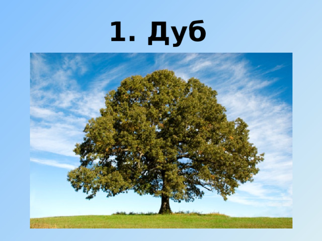 1. Дуб 