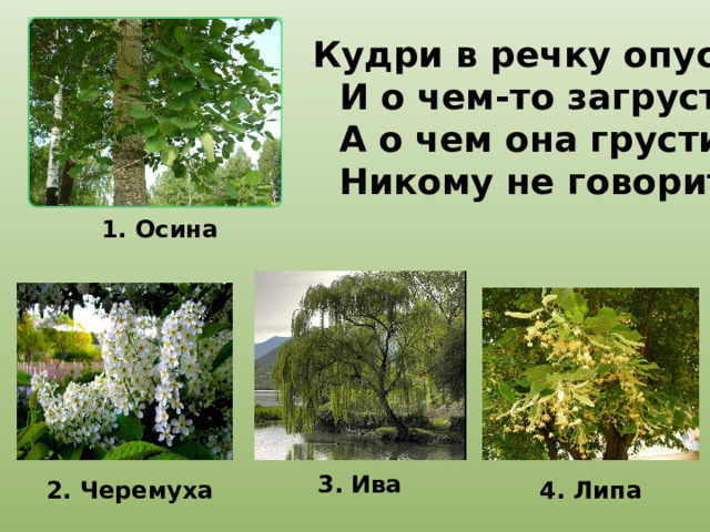 Кудри в речку опустила  И о чем-то загрустила,  А о чем она грустит,   Никому не говорит. 1. Осина 3. Ива 2. Черемуха 4. Липа  