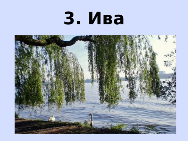 3. Ива 