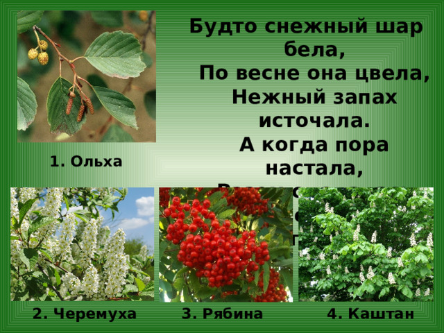 Будто снежный шар бела,  По весне она цвела,  Нежный запах источала.  А когда пора настала,  Разом сделалась она  Вся от ягоды черна. 1. Ольха 2. Черемуха 4. Каштан 3. Рябина 