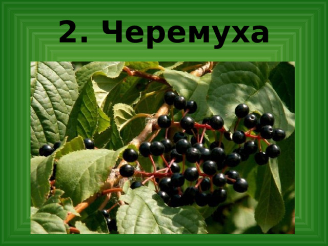 2. Черемуха  