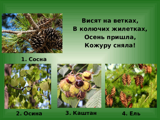 Висят на ветках, В колючих жилетках, Осень пришла, Кожуру сняла!    1. Сосна 3. Каштан 2. Осина 4. Ель 