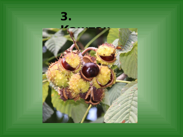 3. Каштан 