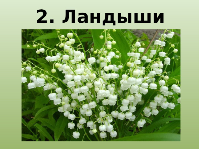 2. Ландыши 