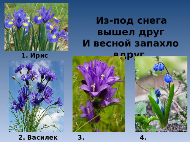  Из-под снега вышел друг  И весной запахло вдруг. 1. Ирис 2. Василек 3. Колокольчик 4. Подснежник 