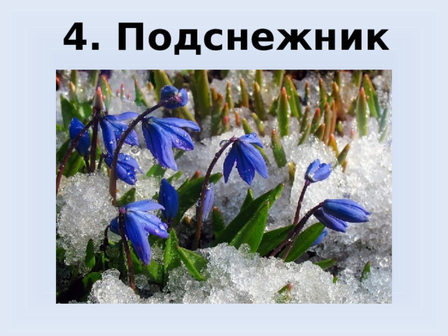 4. Подснежник 