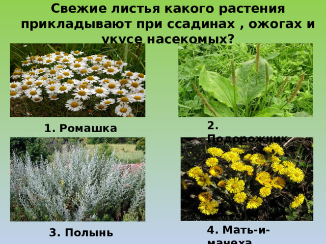 Свежие листья какого растения прикладывают при ссадинах , ожогах и укусе насекомых? 2. Подорожник 1. Ромашка 1. Ромашка 4. Мать-и-мачеха 3. Полынь 