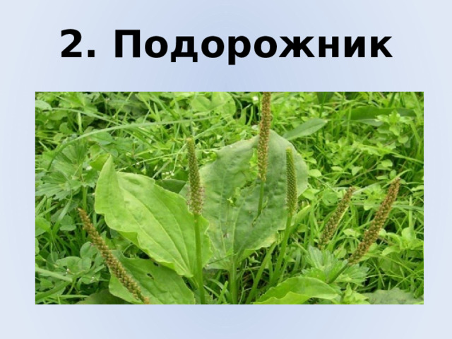 2. Подорожник 