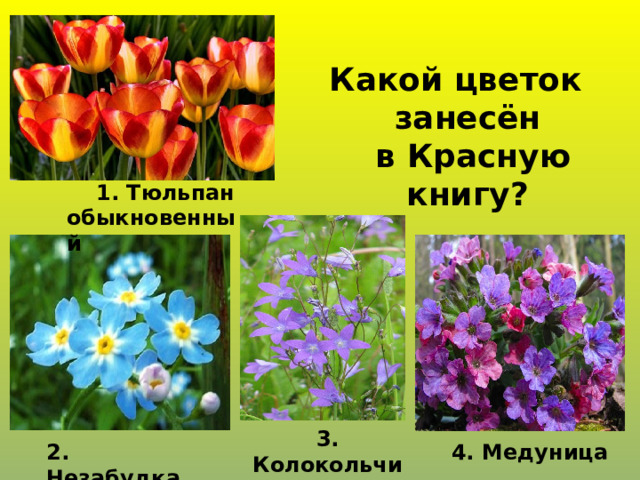 Какой цветок занесён  в Красную книгу?  1. Тюльпан обыкновенный 3. Колокольчик луговой 2. Незабудка 4. Медуница 