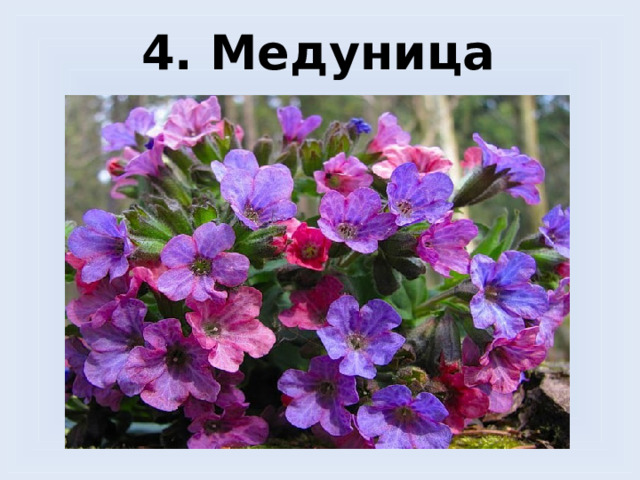 4. Медуница 
