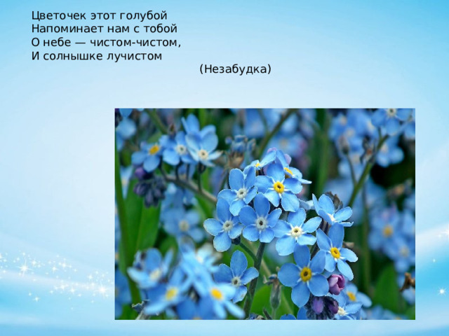 Цветочек этот голубой  Напоминает нам с тобой  О небе — чистом-чистом,  И солнышке лучистом                                                 (Незабудка)   