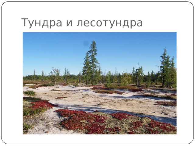 Тундра и лесотундра Зона холода, сильных ветров, большой облачности, полярной ночи и полярного дня. Здесь короткое и холодное лето, продолжительная и суровая зима. Морозы в тундре длятся от полугода до восьми-девяти месяцев, температура достигает иногда — 52°С. В любой месяц в тундре возможны заморозки и выпадение снега. Сильные ветры сдувают снег, и не защищенная снегом почва сильно промерзает. Это одна из причин образования вечной мерзлоты.  