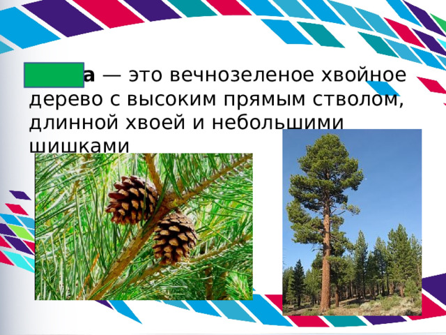 Сосна  — это вечнозеленое хвойное дерево с высоким прямым стволом, длинной хвоей и небольшими шишками 