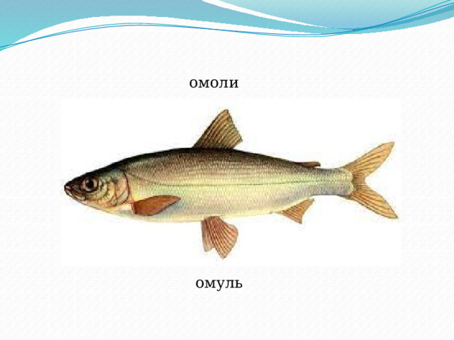 омоли омуль 