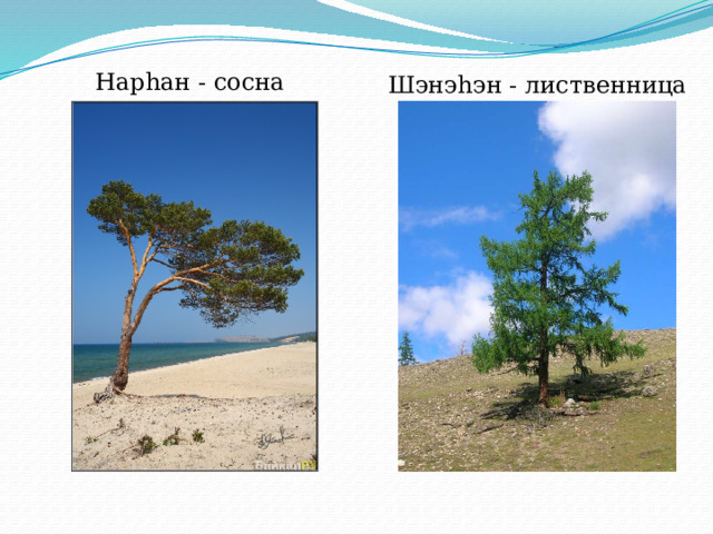 Нарhан - сосна Шэнэhэн - лиственница 