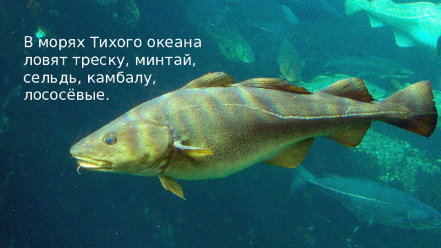 В морях Тихого океана ловят треску, минтай, сельдь, камбалу, лососёвые. 