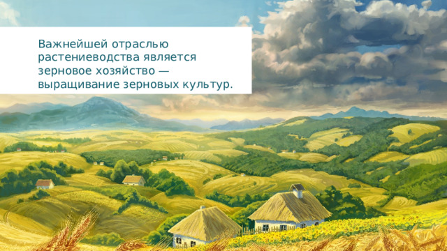Важнейшей отраслью растениеводства является зерновое хозяйство — выращивание зерновых культур. 