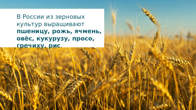 В России из зерновых культур выращивают пшеницу, рожь, ячмень, овёс, кукурузу, просо, гречиху, рис . 