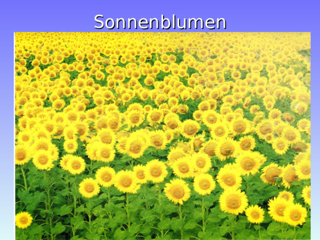 Sonnenblumen 