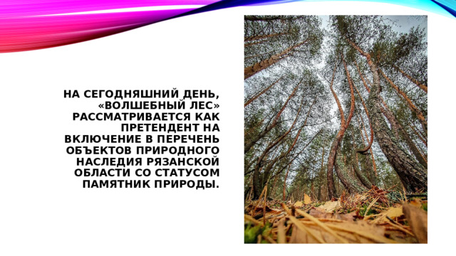 На сегодняшний день, «Волшебный лес» рассматривается как претендент на включение в перечень объектов природного наследия Рязанской области со статусом памятник природы.   