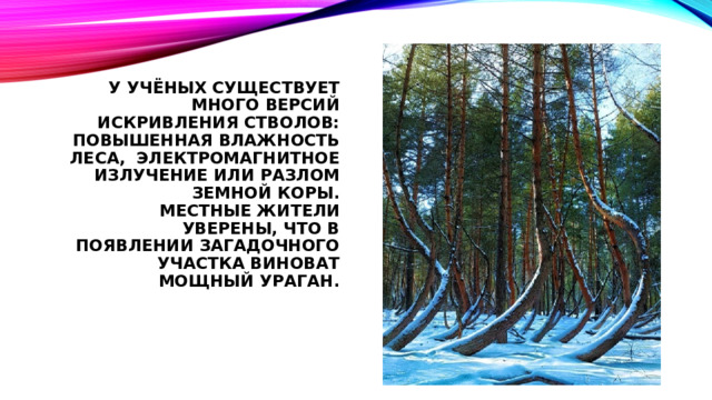 У учёных существует много версий искривления стволов: повышенная влажность леса, электромагнитное излучение или разлом земной коры.  Местные жители уверены, что в появлении загадочного участка виноват мощный ураган.   