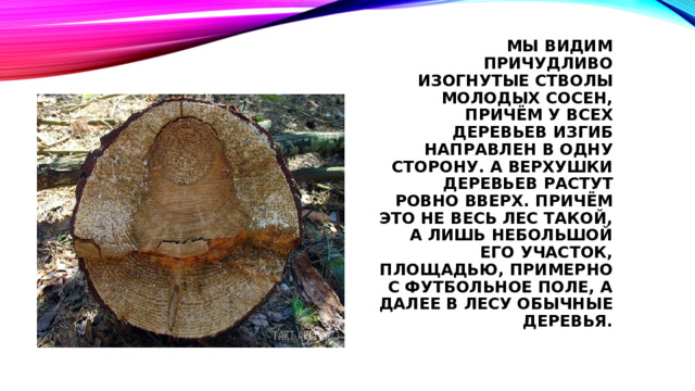 мы видим причудливо изогнутые стволы молодых сосен, причём у всех деревьев изгиб направлен в одну сторону. А верхушки деревьев растут ровно вверх. Причём это не весь лес такой, а лишь небольшой его участок, площадью, примерно с футбольное поле, а далее в лесу обычные деревья. 